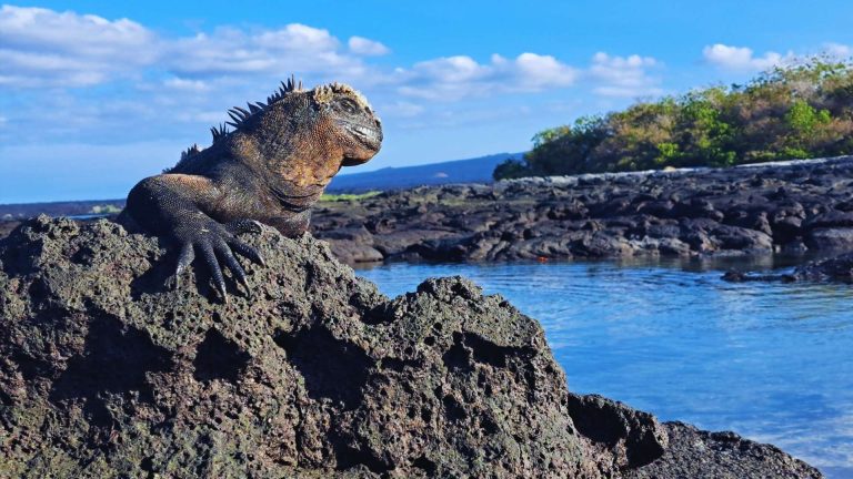 Marine iguana basking on volcanic rocks with the Galápagos landscape in the background.