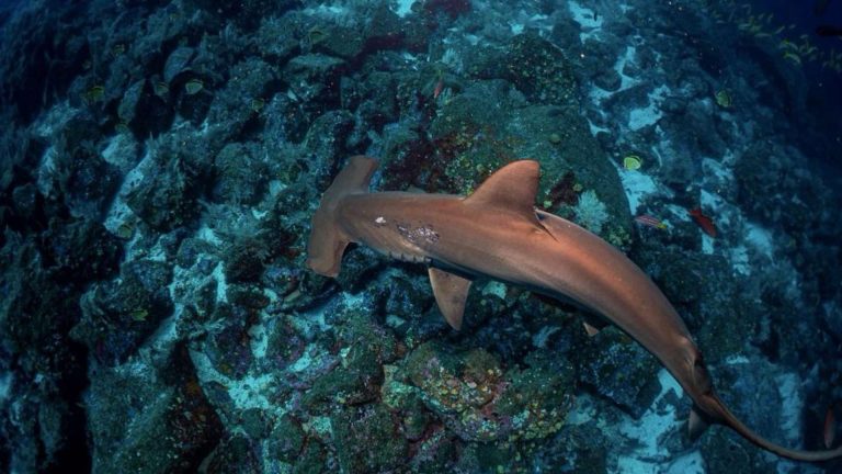 A reef shark swimming near divers during a daily diving tour in the Galápagos Islands.