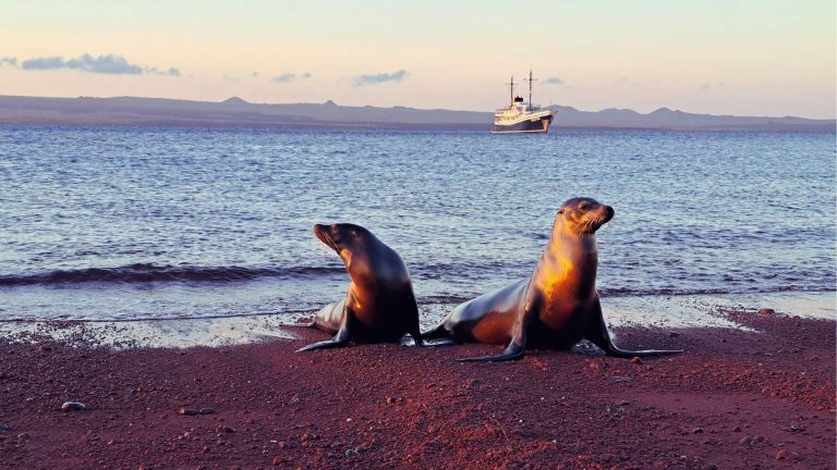 Sea lions on a red sandy beach in Galápagos with a liveaboard cruise in the background.