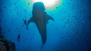 Diving with a whale shark during a liveaboard cruise in the Galápagos Islands