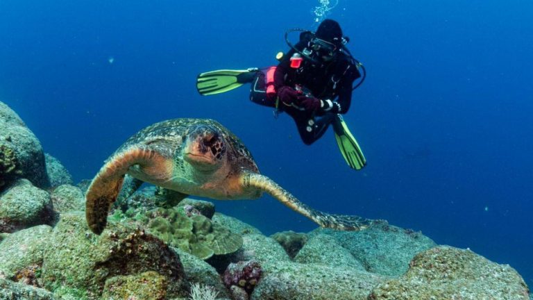 A diver guided by a private instructor swimming alongside a sea turtle in Galápagos.
